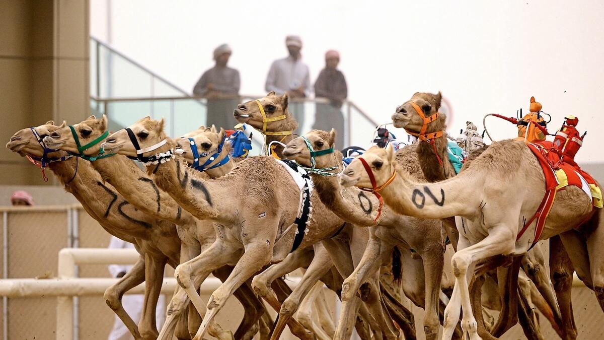 Camel raceAn integral part of the UAE’s heritage, camel racing dates back centuries and is a must-see for residents and tourists in Dubai. Don’t miss your chance to watch this session live today at Al Marmoom Smart Camel Racing Track.