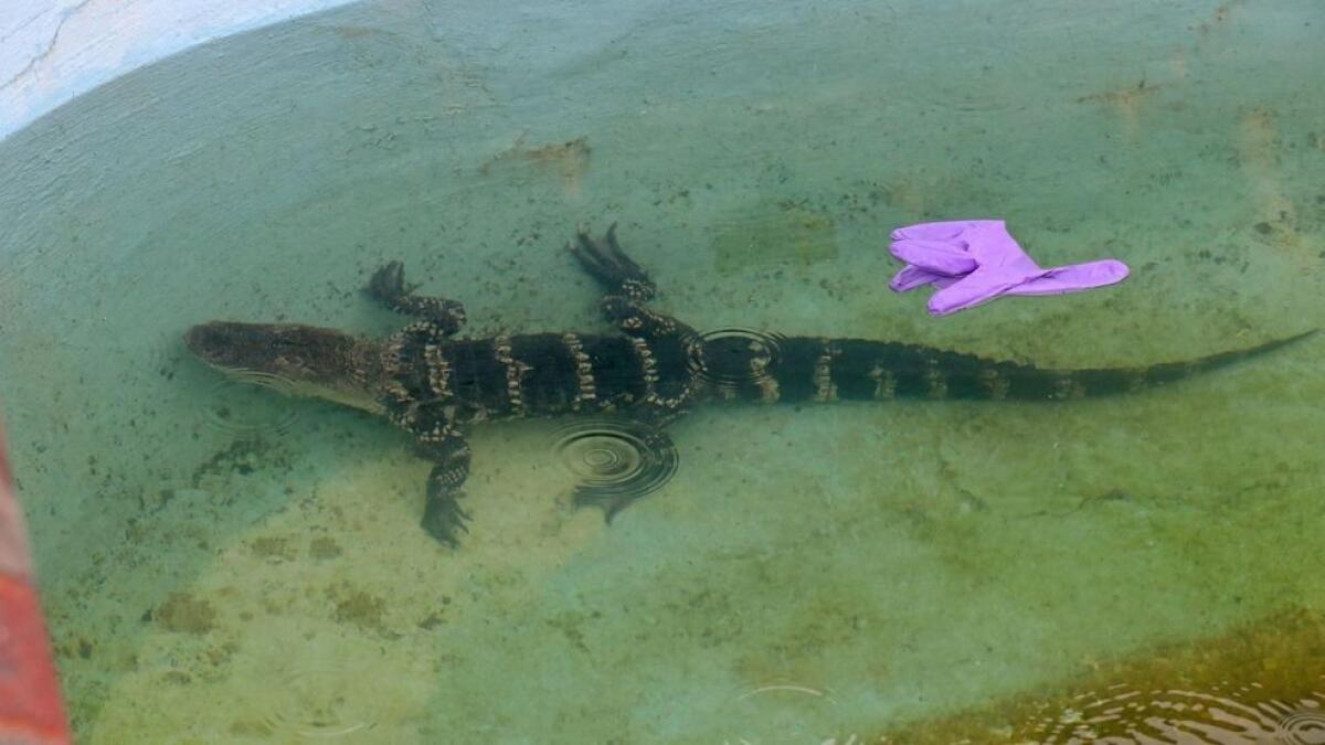 3-foot alligator found in hotel swimming pool 