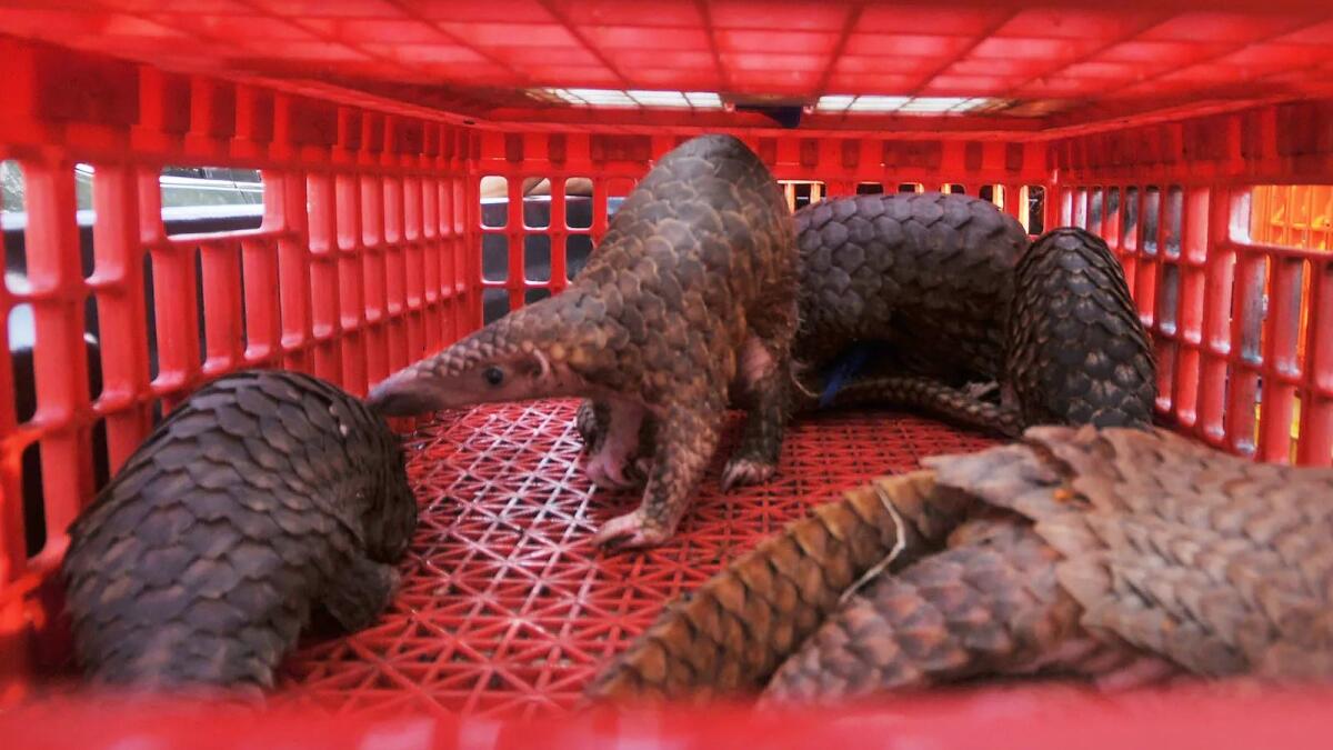 Pangolins are a critically endangered species. AFP file photo for illustrative purposes