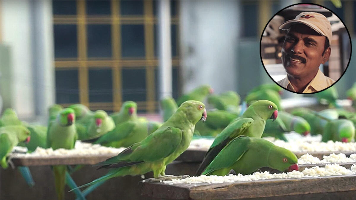 Why 2,000 parrots visit this Indian mechanic daily