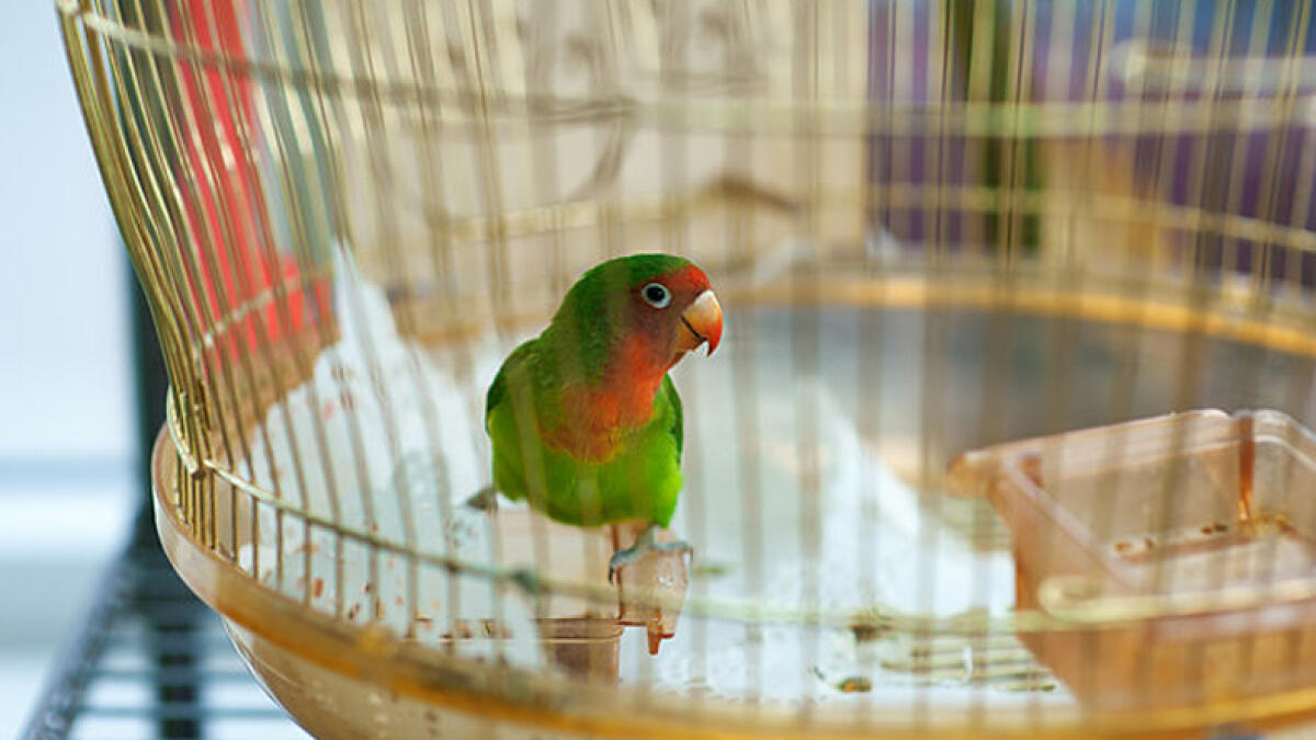 Parrot rats out cheating husbands affair with housemaid to wife