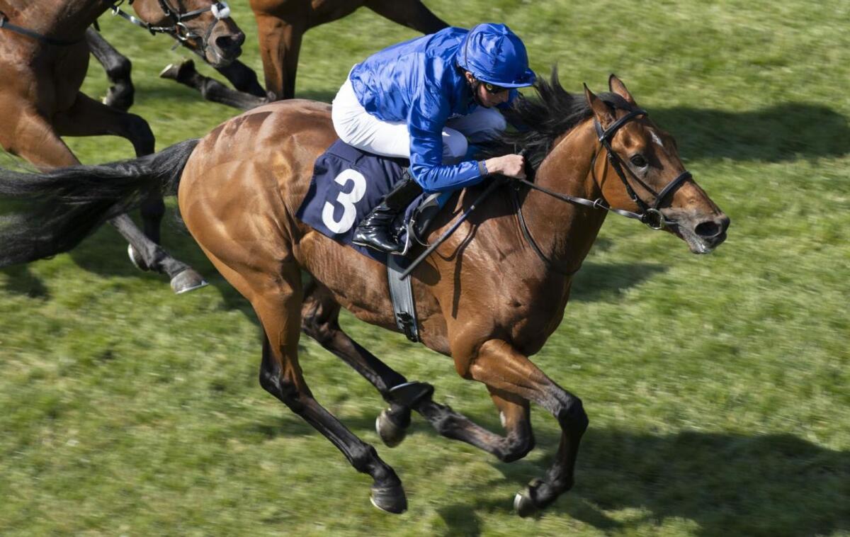 Siskany, the winner of the 2021 Novice Stakes at Windsor in the UK, carries Godolphin's hopes in the $1 million Dubai Gold Cup on Saturday. — Photo Godolphin