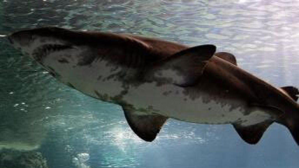 Reunion island beset by shark controversy