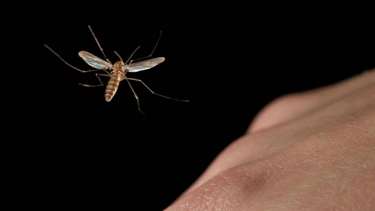 4. Mosquitoes are not a carrier - There is no evidence to suggest that the coronavirus could be transmitted by mosquitoes. It is a respiratory virus which spreads primarily through droplets generated when an infected person coughs or sneezes, or through droplets of saliva or discharge from the nose.