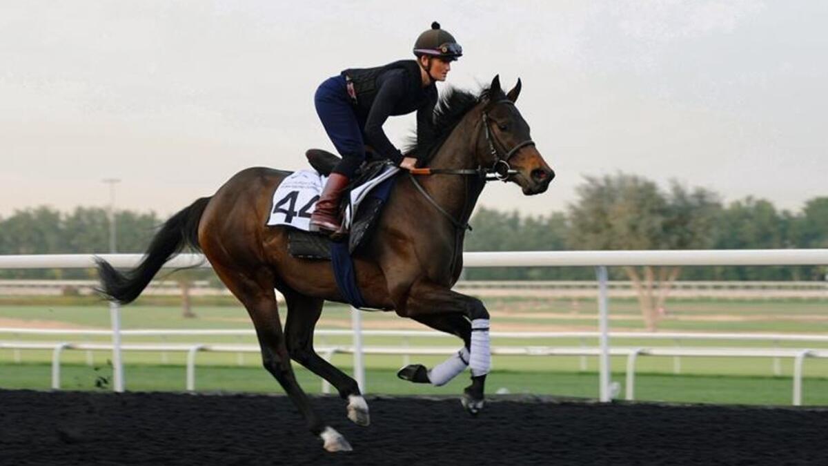Starlust during more trackwork at Meydan racecourse. - Photo - DRC