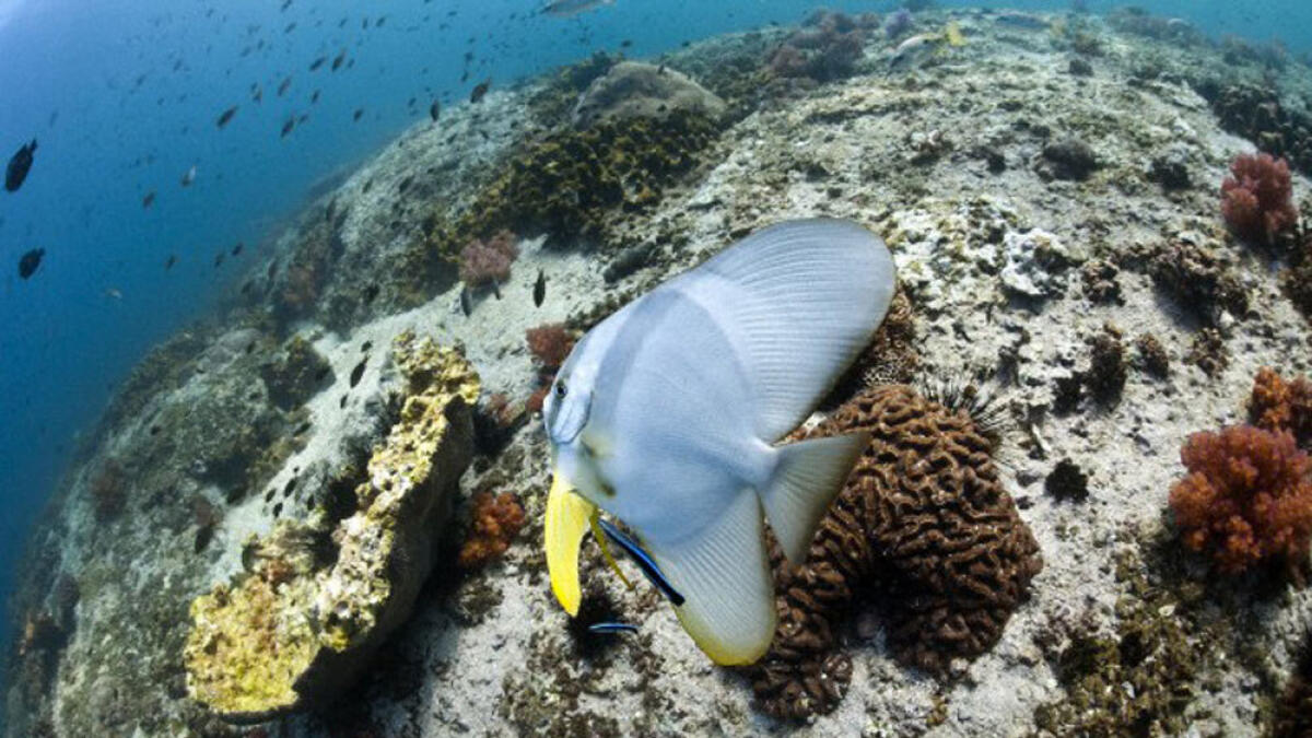 Qatar coral reef at risk from warming seas, says study