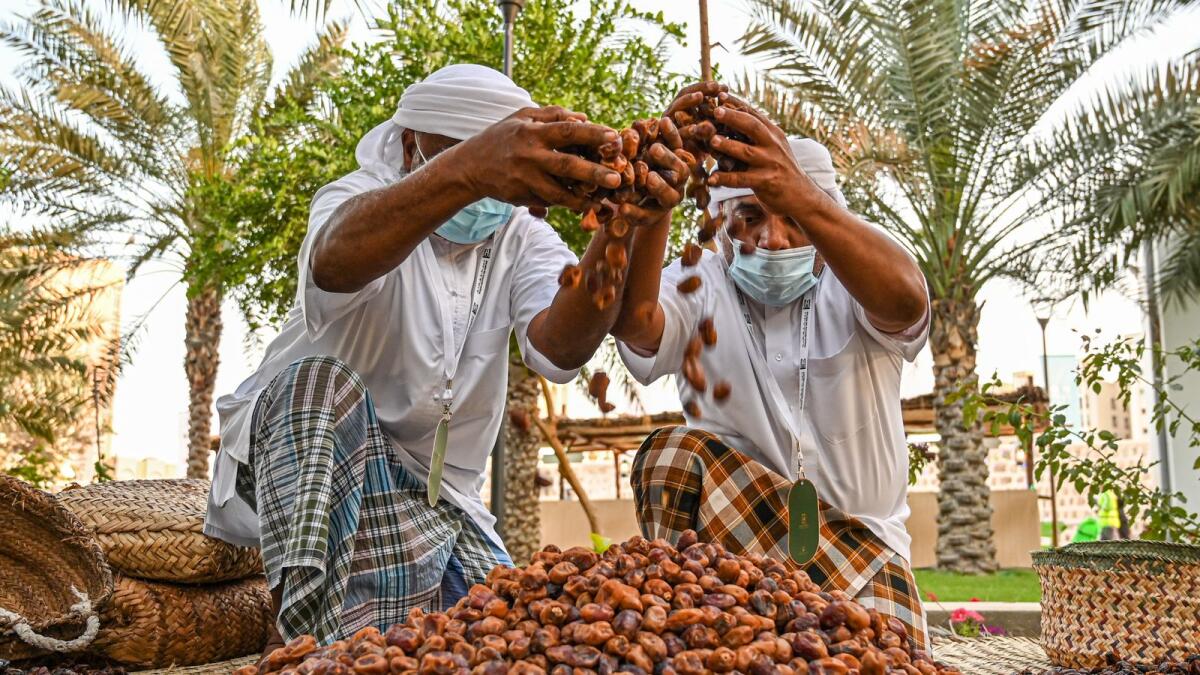 Emirati men process the dates in a traditional way to preserve them.