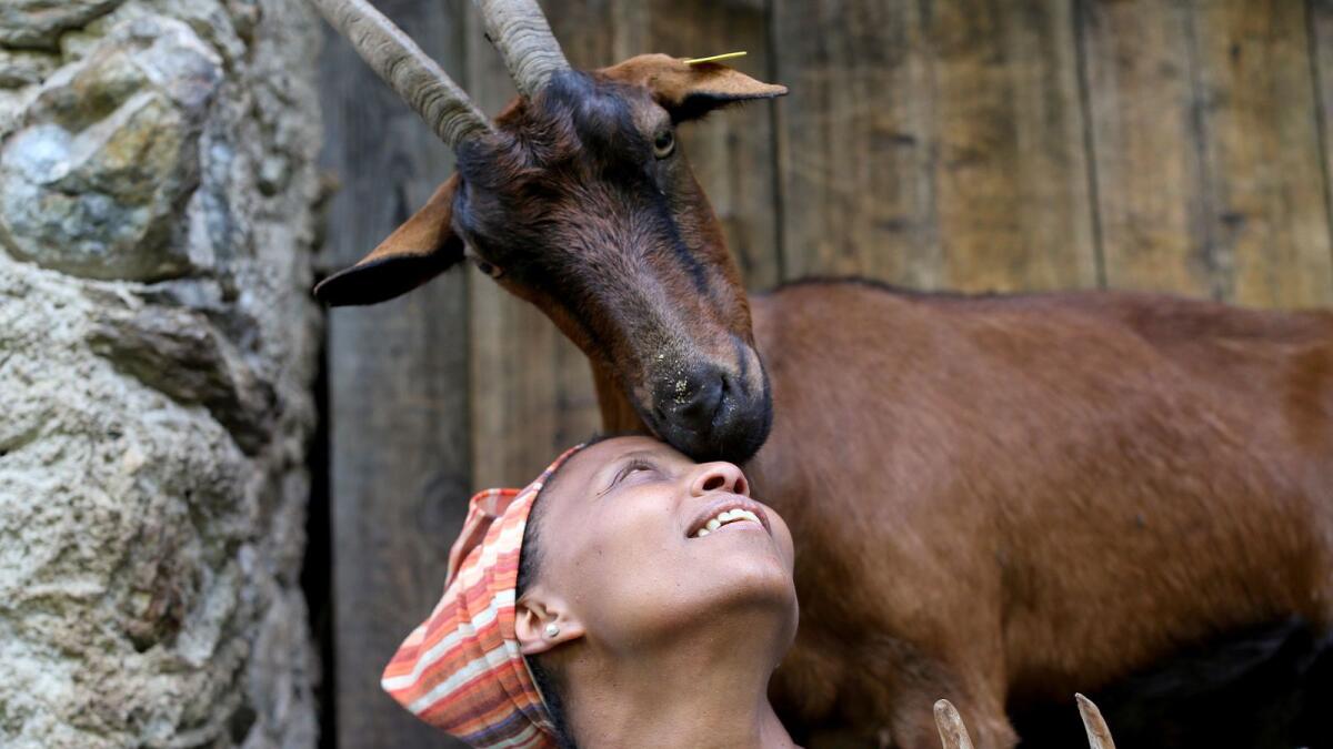 A Mochena goat nuzzles up to Ethiopian Agitu Idea Gudeta, 40, at the her stable at the Valle dei Mocheni near Trento, Italy, July 11, 2018.
