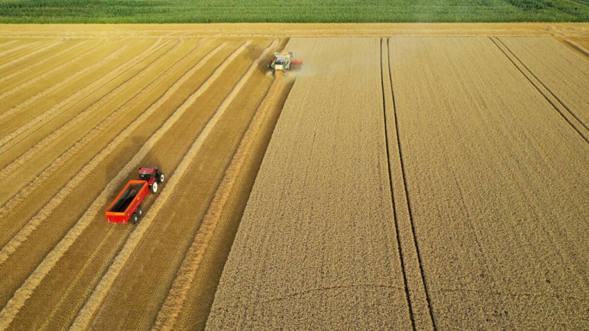 A French farmer harvests his field of wheat in Haynecourt, northern France. Photo: Reuters