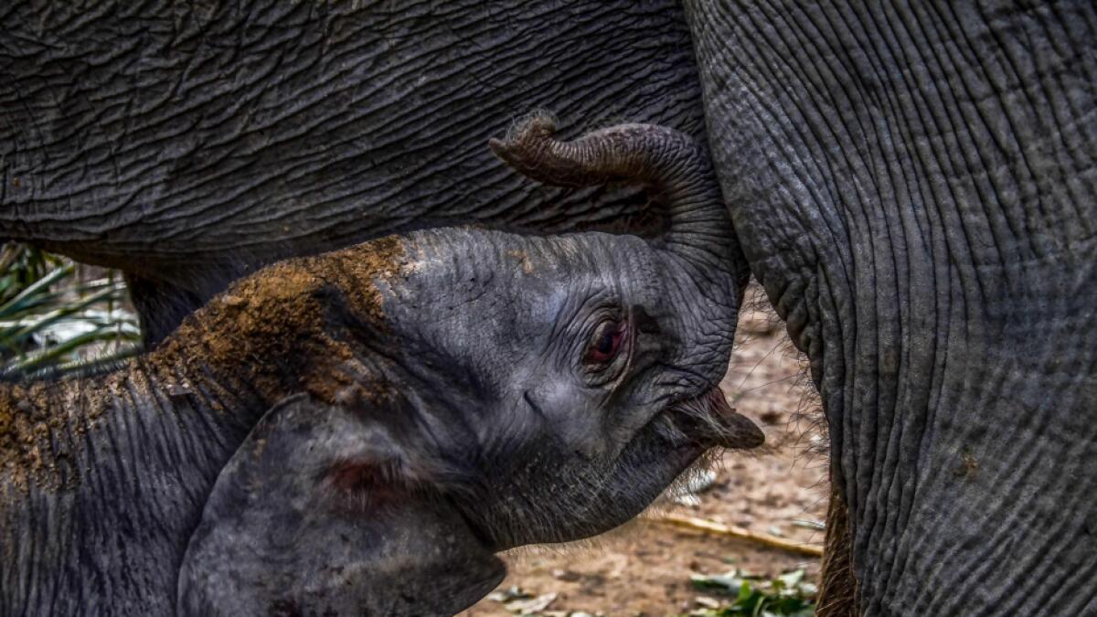 Just-born baby elephant Damar, weighing 50kg, stays with its 22-year-old mother Ngatini, after his birth at Buluhcina Nature Park, in Kampar, Riau, Indonesia. Photo: AFP