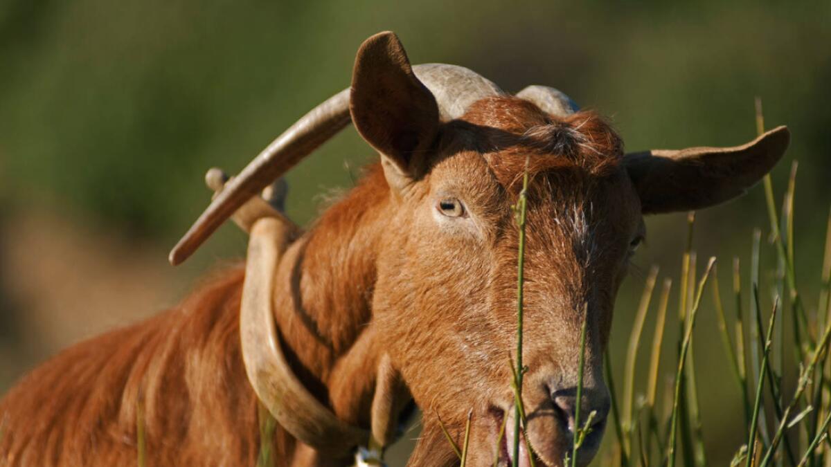 Goat eats away familys savings of Dh83,000; gets fed to journalists