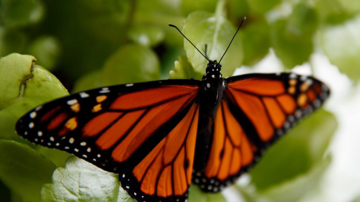 A fresh monarch butterfly rests on a Swedish Ivy plant soon after emerging in Washington.