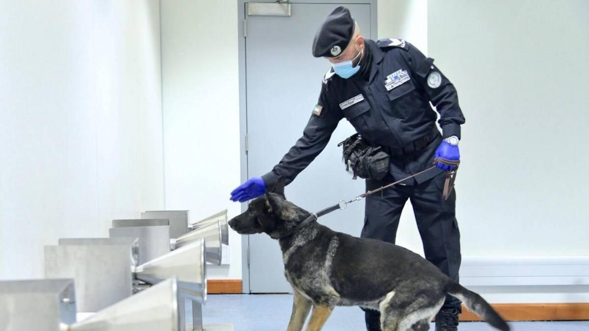 covid-19, coronavirus, sharjah international airport, sniffer dogs
