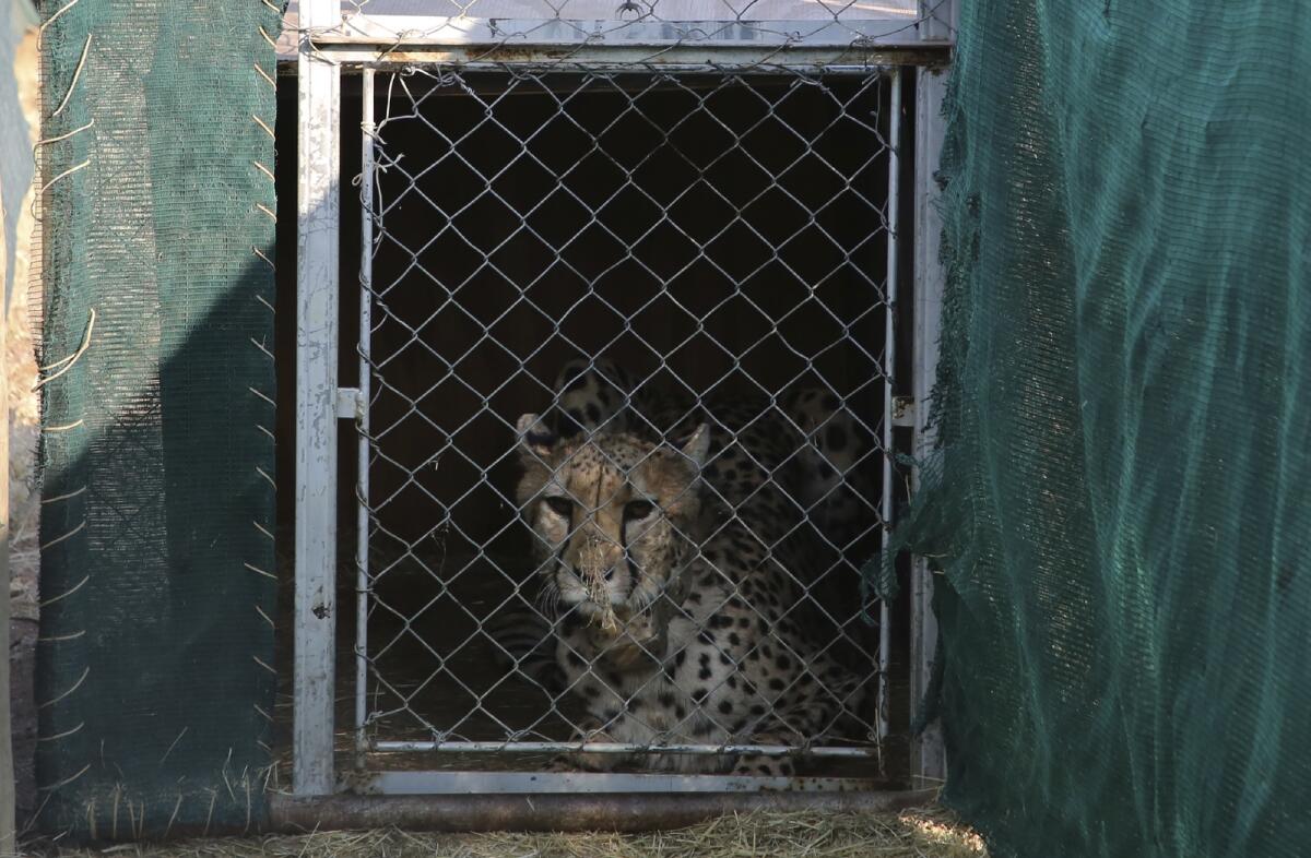 A cheetah lies inside a transport cage at the Cheetah Conservation Fund before being relocated to India, in Otjiwarongo, Namibia, on September 16, 2022. Photo: AP