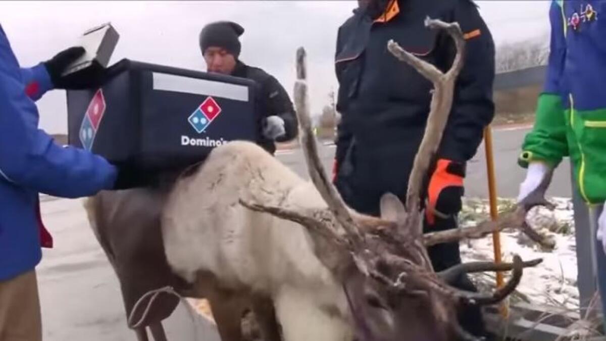 Watch: Reindeer being trained to deliver pizza  