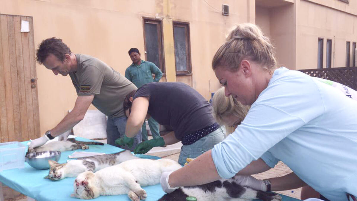 Animal Welfare Abu Dhabi - harbingers of pet care