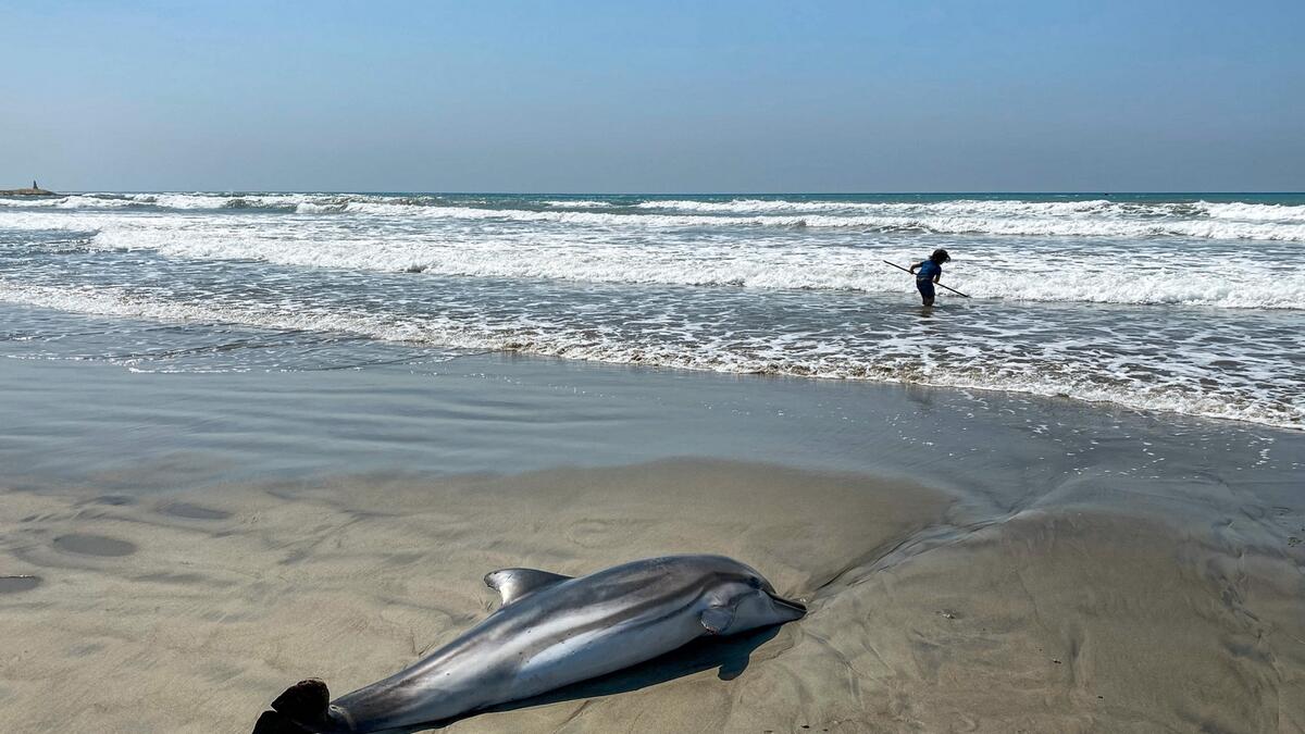 Stenella coeruleoalba or Striped dolphin beached in Cyprus' southern Akrotiri peninsula after washing ashore, near where fishermen had reportedly spotted a pod of nearly 30 off the coast the previous day.  Photo: AFP