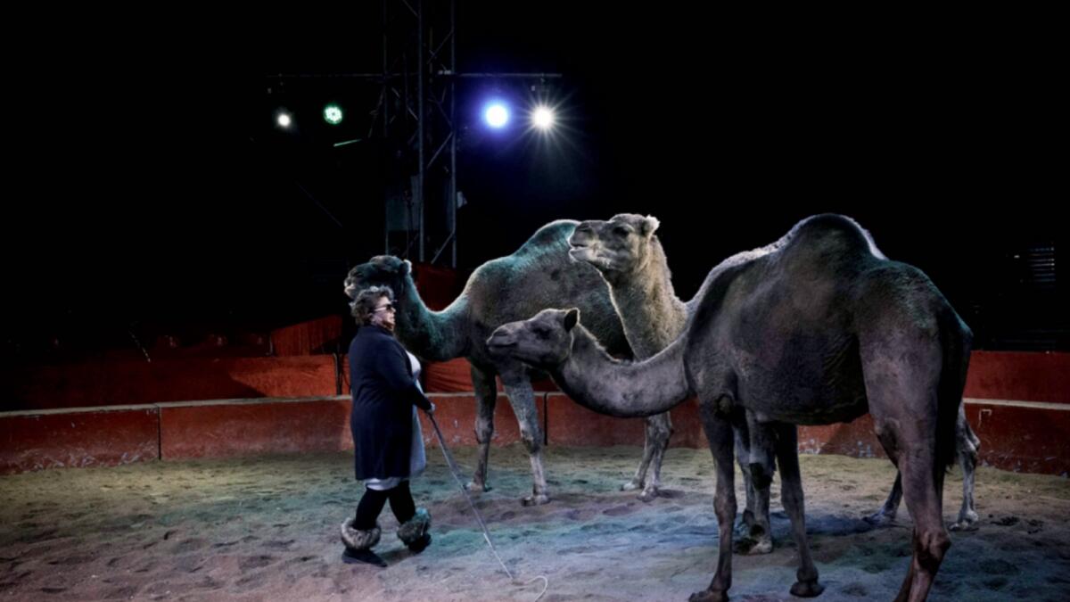 A woman trains camels at the Medrano international circus in Lyon. — AFP