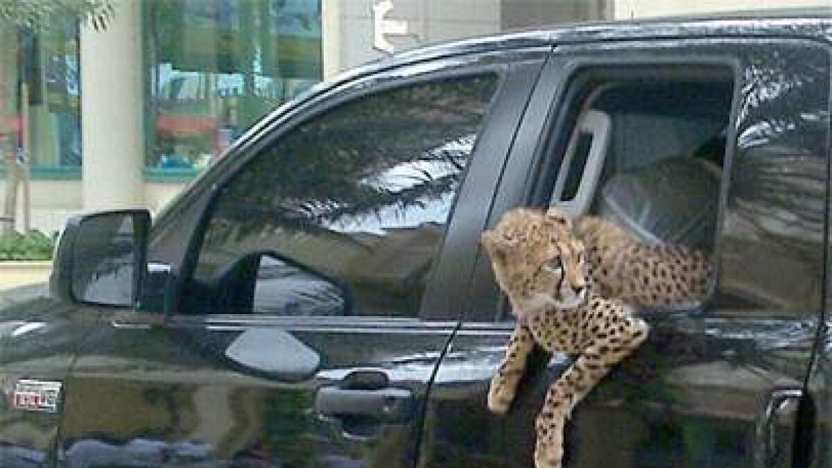 This cheetah was just 'hanging out' in the city.