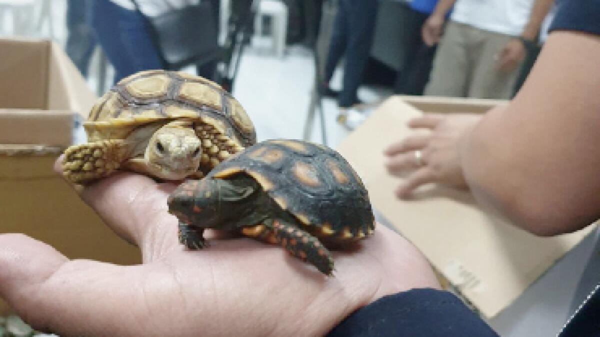 Airport officials find over 1,500 exotic turtles in unclaimed luggage 