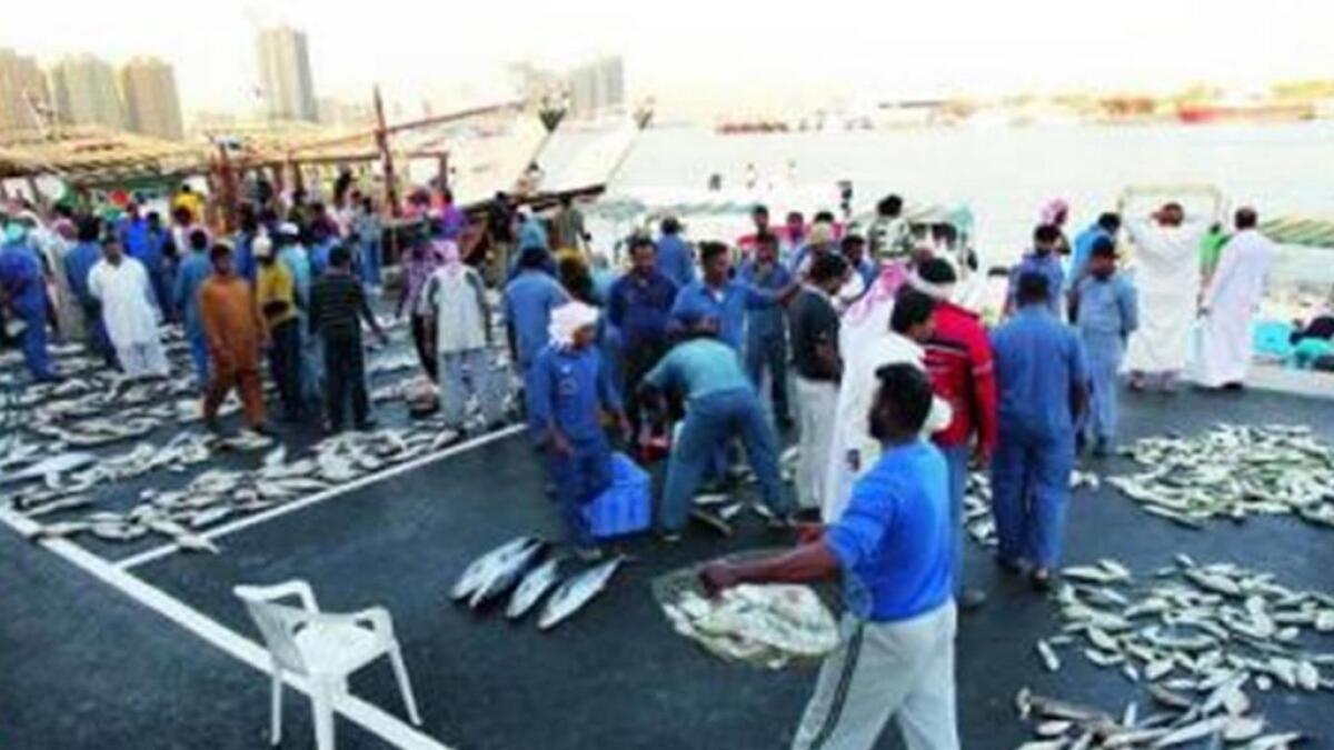 Bigger fish market in UAQ by year end