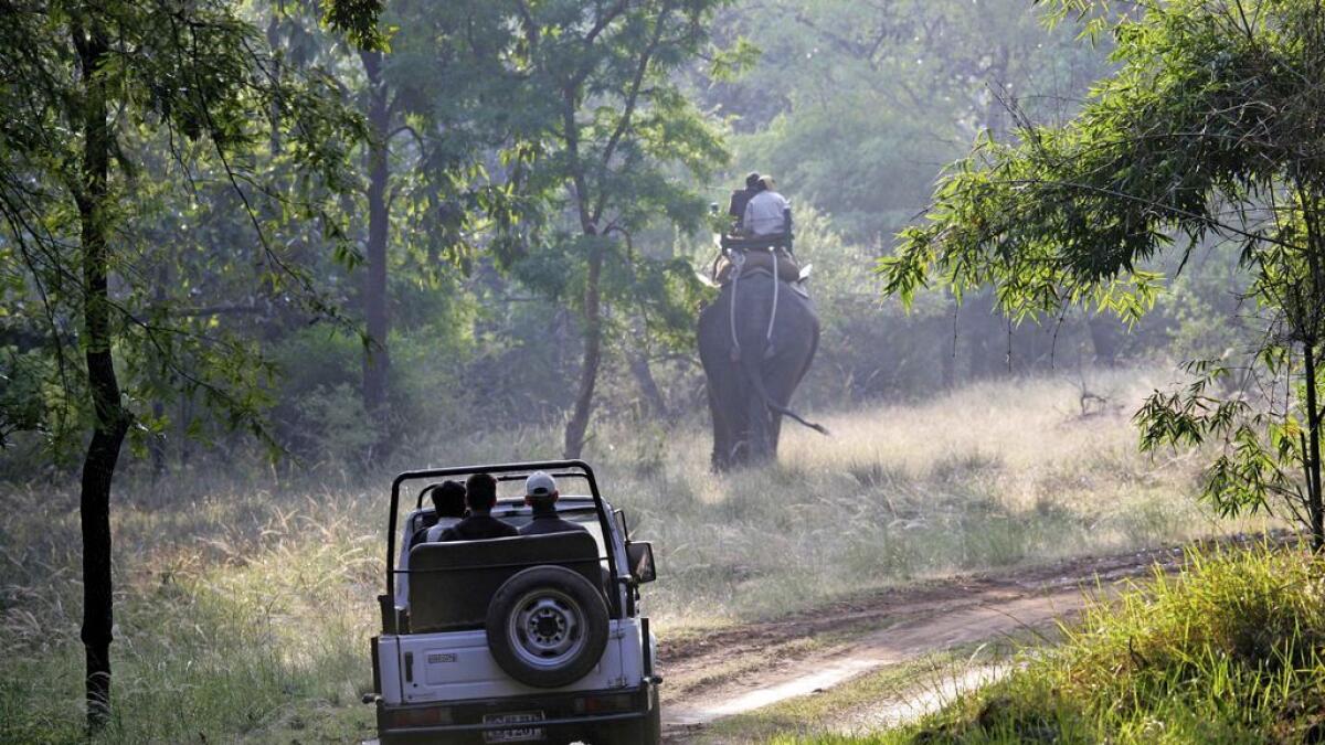 EYES PEELED: Tourists on safari at the Bandhavgarh National Park