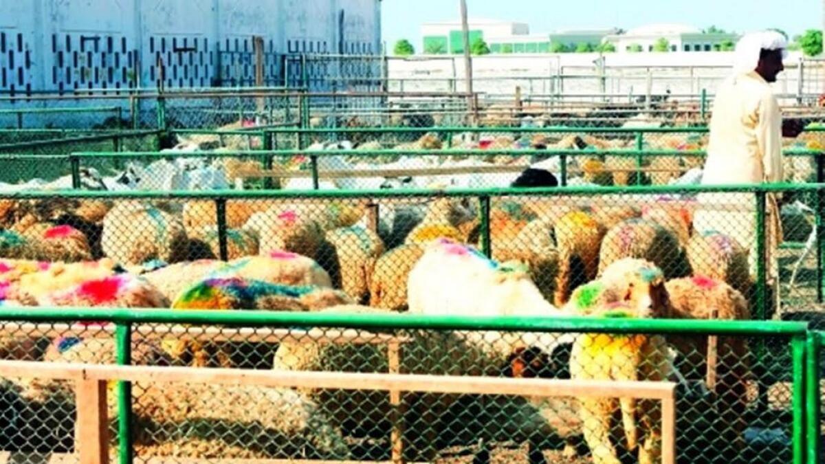 UAQ geared up for Eid Al Adha with 32 barns of animals