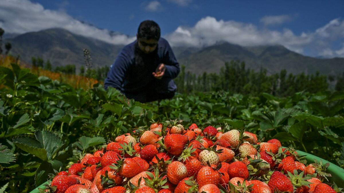 A farmer harvests strawberries in a field in Srinagar. Photo: AFP