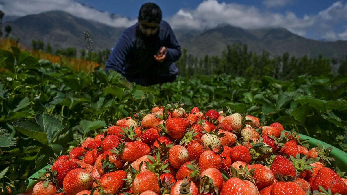 A farmer harvests strawberries in a field in Srinagar. Photo: AFP