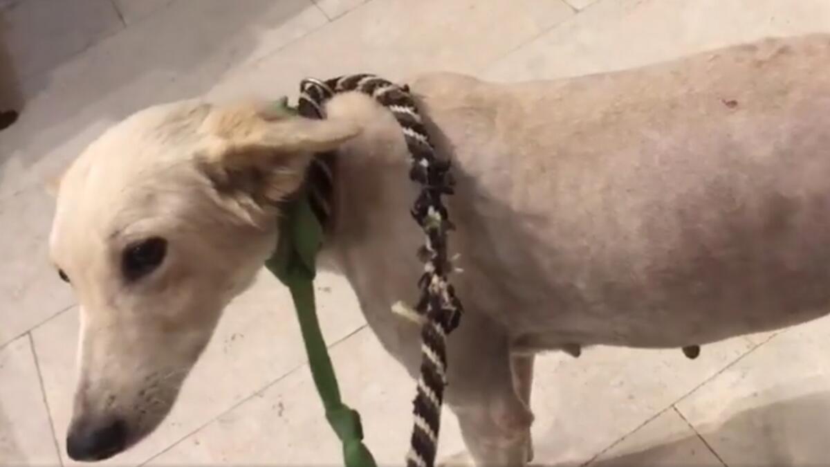 Dog with tail chopped off is looking for a home in UAE