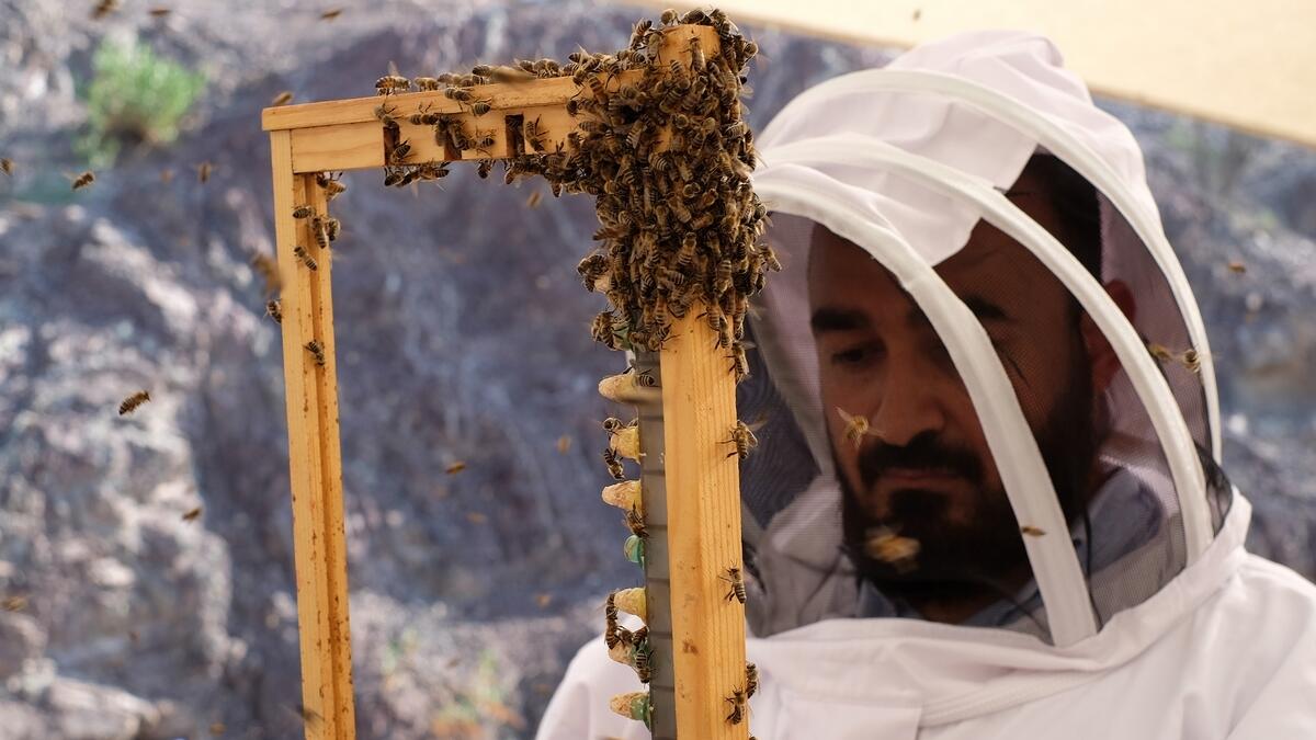 Hatta home to first queen bee rearing station in Middle East