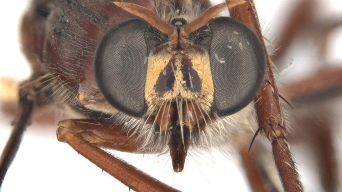 flies, Marvel, scientists, 165, Sydney, CSIRO