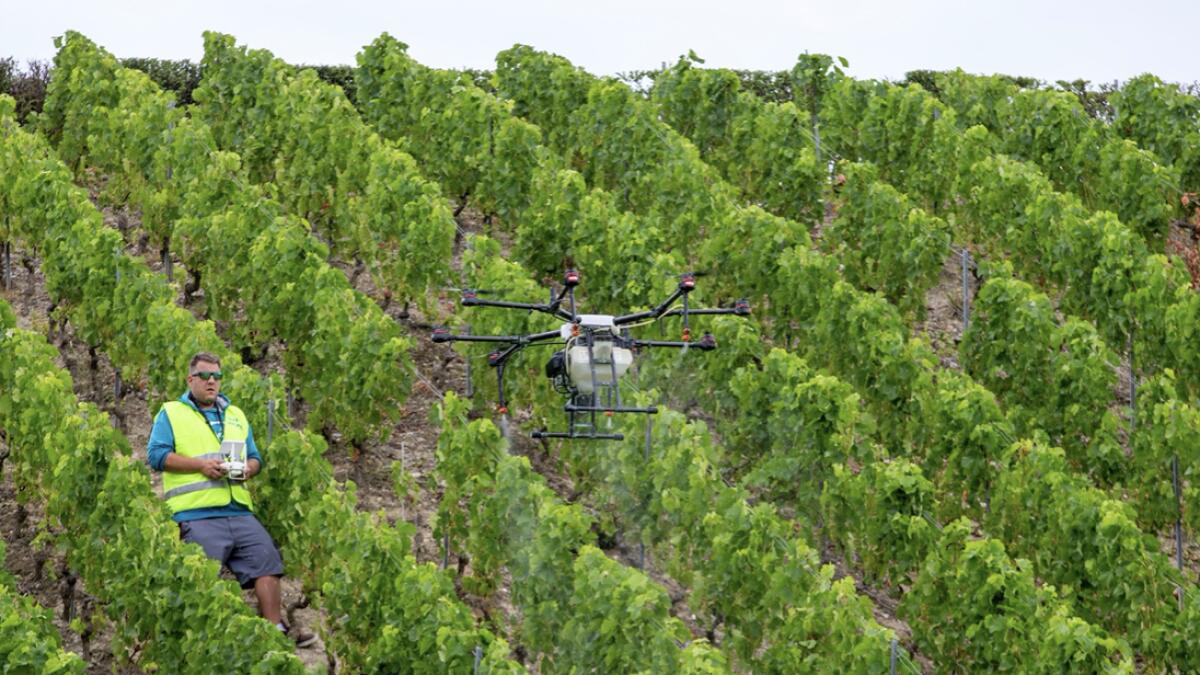 An agricultural drone, piloted by Benoit Lambiel, weighing up to 26 kilograms when fully loaded sprays phytosanitary product on the vineyard during a demonstration of the treatment of vines organised by the association AgriGeneve for Geneva's wine growers, in Bernex near Geneva, Switzerland. Photo: AP