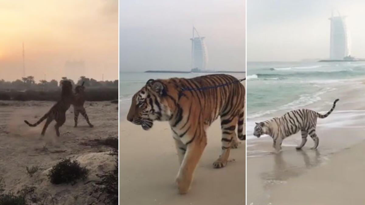 Watch: Tigers take a stroll, play on Dubai beach