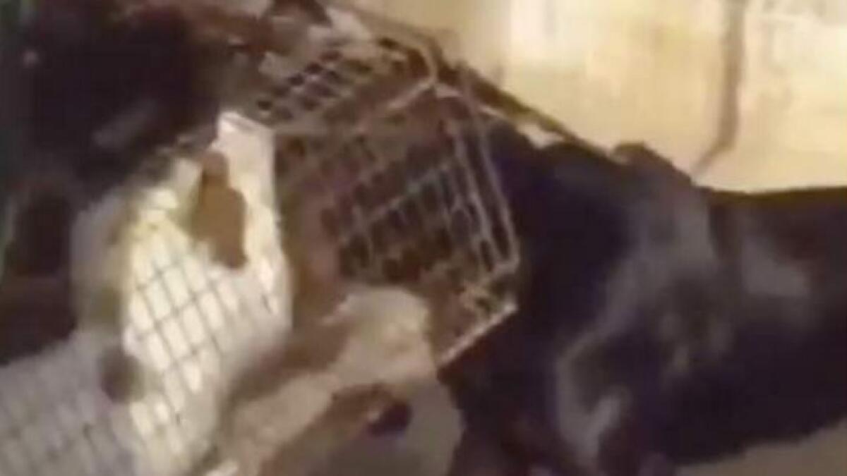 Man feeds cat to dog video sparks outrage in UAE