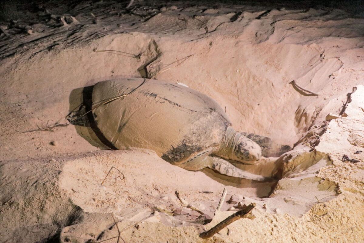 A turtle lays its eggs on a beach in Yemen's Mahra province, near the border with Oman on June 10, 2023. — AFP