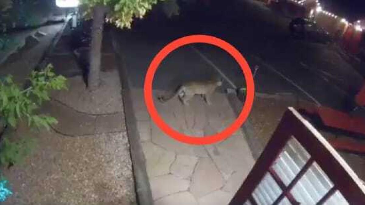Video: Police issue warning as CCTV captures lion walking into a hotel room