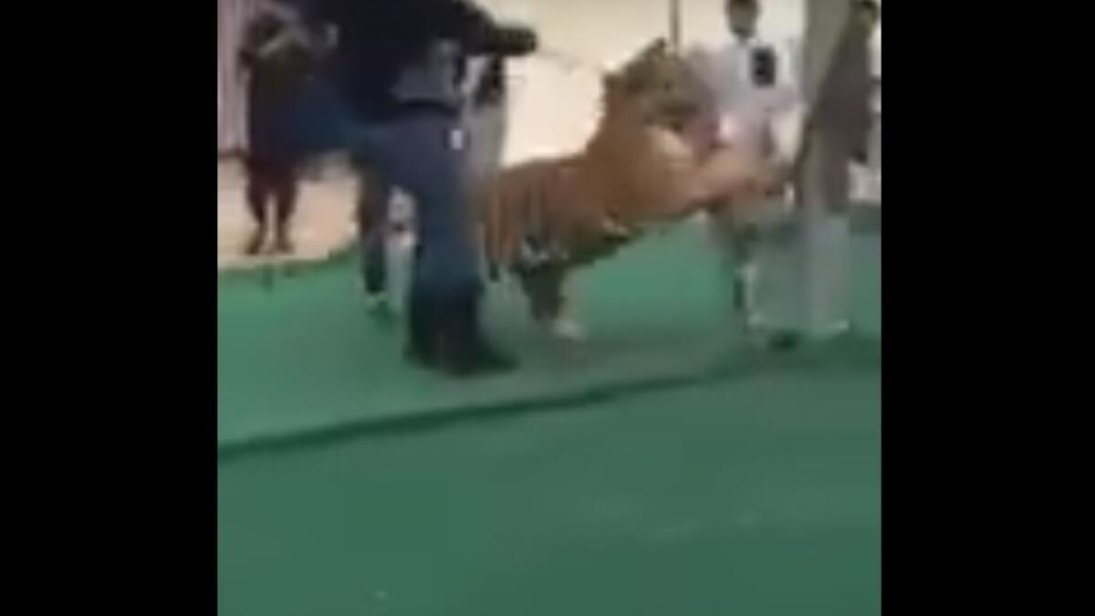 WATCH: Young girl gets attacked by tiger in Saudi