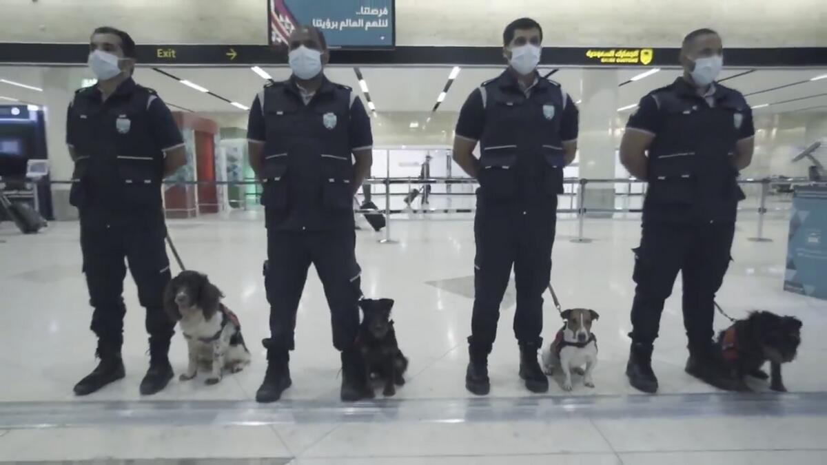 Saudi Customs, using, trained, police dogs, sniff out, coronavirus, like, uae, covid-19