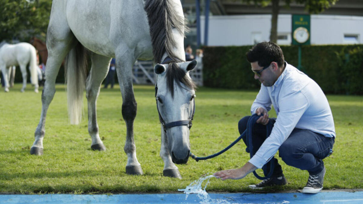 Showjumping groom Sean Vard with horse Clooney 51. -- AFP