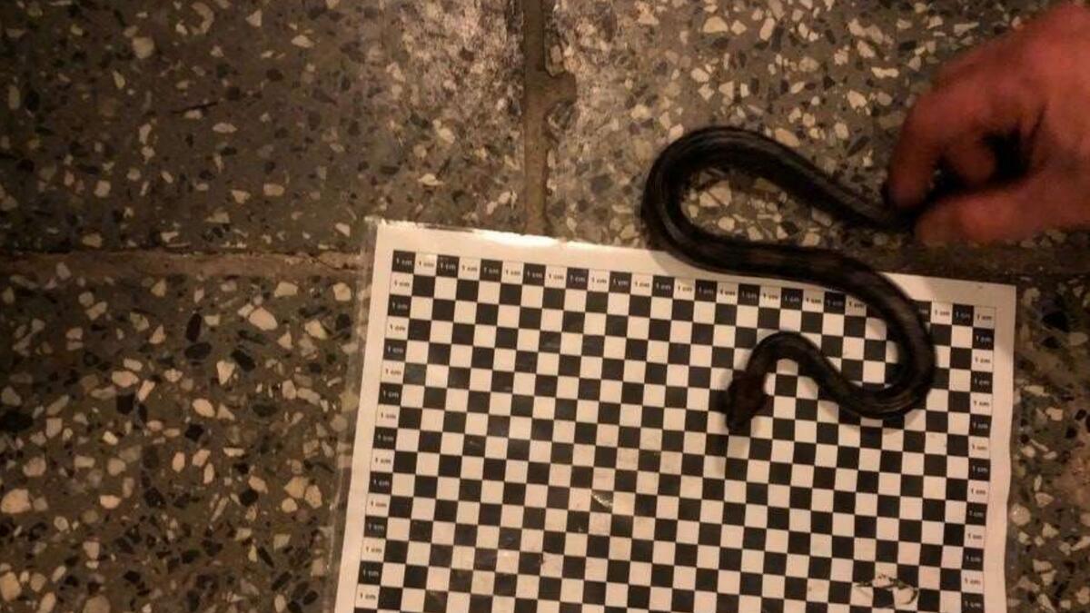 Man tries to smuggle boa snake in his pants at airport