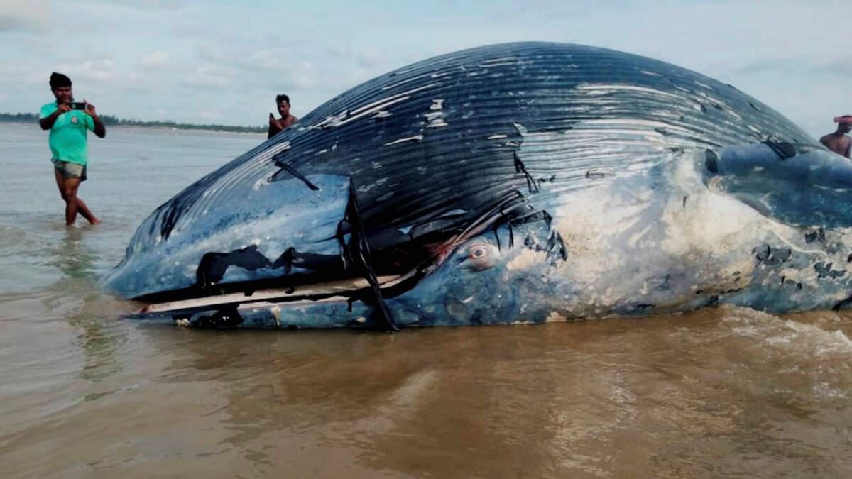 People click pictures of the carcass of a 36-feet-long critically endangered whale washed ashore at Mandarmani, in East Midnapore district of West Bengal. Photo: PTI