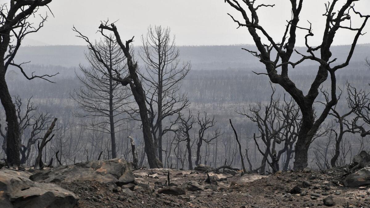 A burnt forest following raging fires in Algeria's city of El Kala. — AFP file