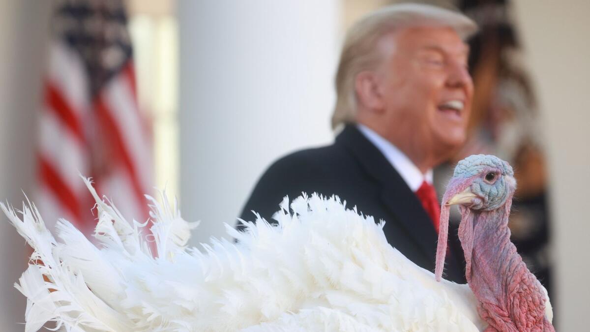 Trump speaks during the pardoning of the National Thanksgiving Turkey 'Corn' at the 73rd annual presentation in the Rose Garden at the White House in Washington, U.S., November 24, 2020.