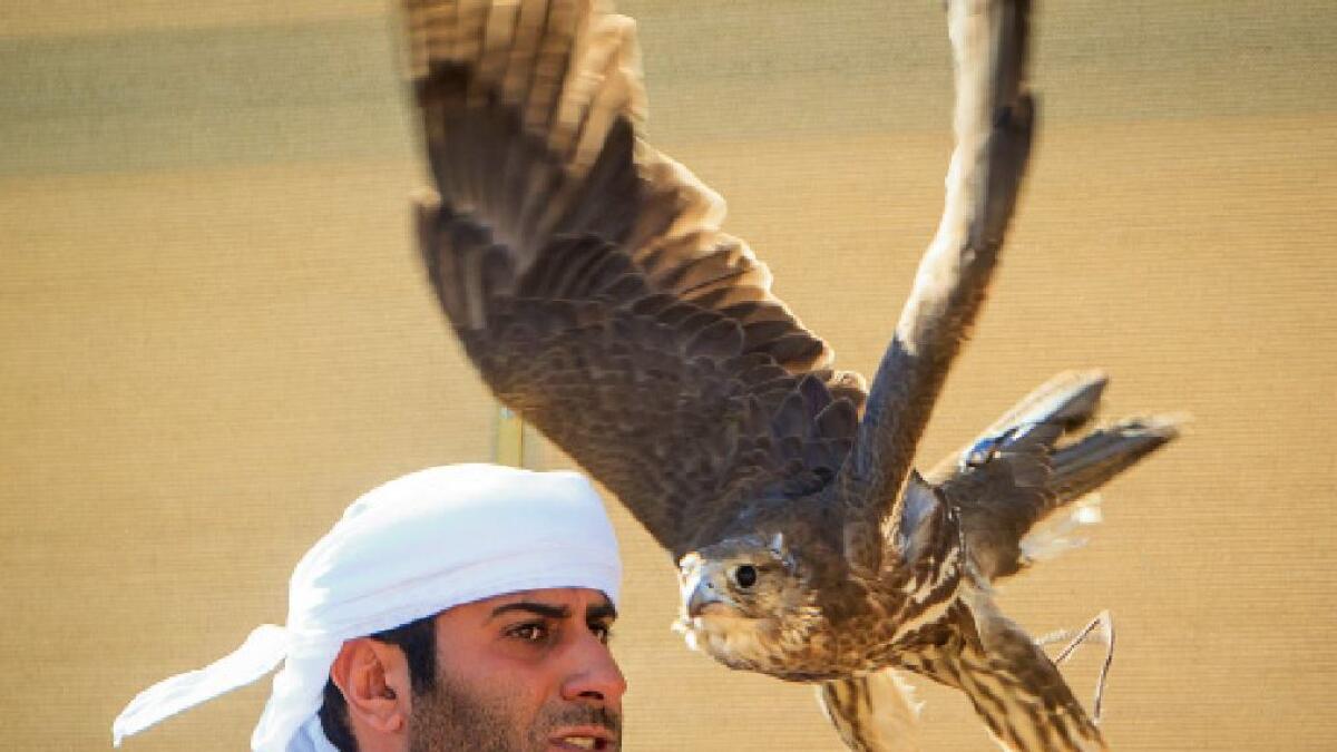 A look at majestic art of falconry in UAE
