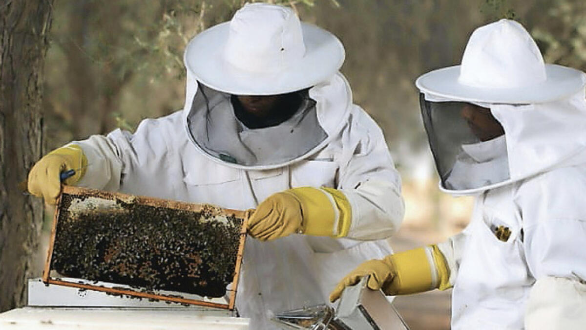 bees, honey farming, uae