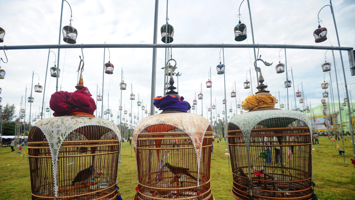 Birds sit in their cages during a bird-singing contest in Thailand's southern province of Narathiwat on September 20, 2016. Over one thousand birds from Thailand, Malaysia and Singapore take part in the annual contest. AFP