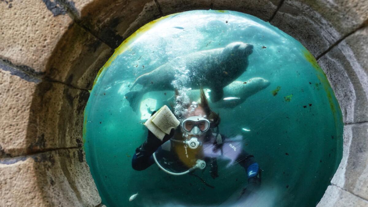 A diver cleans the inside window of the seal tank at Tynemouth Aquarium, Tynemouth, northeast England, as it prepares to reopen on Saturday, in England. Photo: AP