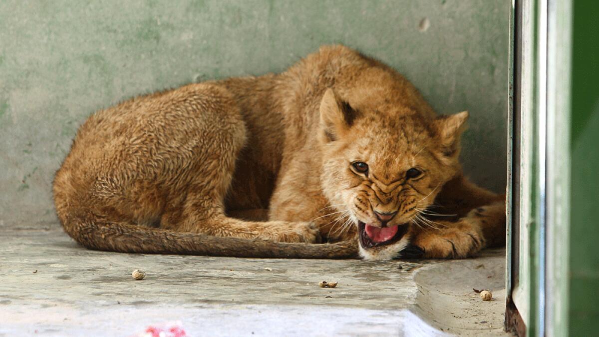 The lioness captured from Al Barsha inside a cage in Dubai Zoo.
