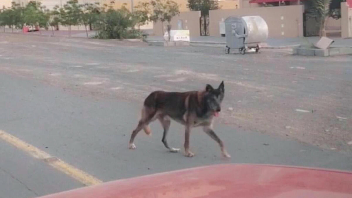 Wolf spotted on UAE road? Municipality issues statement